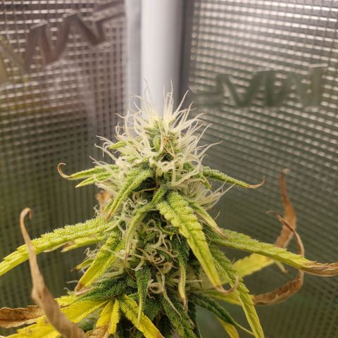 Geloctane  growlog photo: Morning 