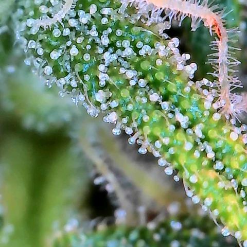 Geloctane  growlog photo: Couple of close ups I think they look milky