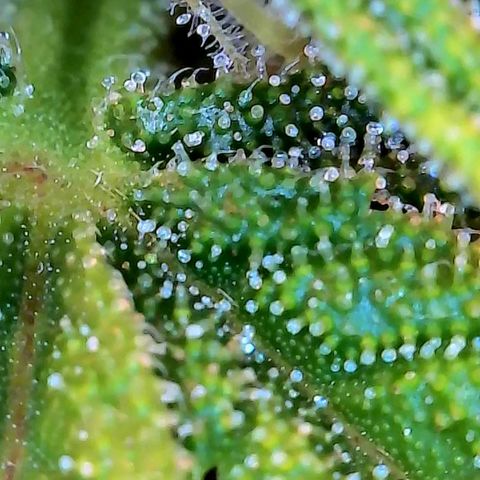 Geloctane  growlog photo: Couple of close ups I think they look milky