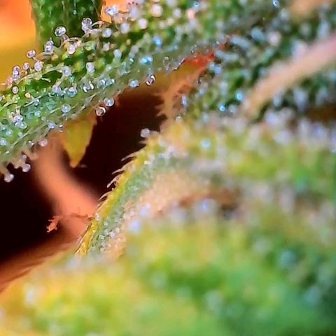 Geloctane  growlog photo: Couple of close ups I think they look milky