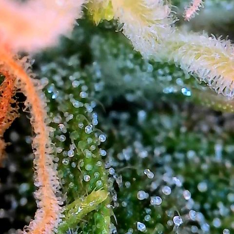 Geloctane  growlog photo: Couple of close ups I think they look milky