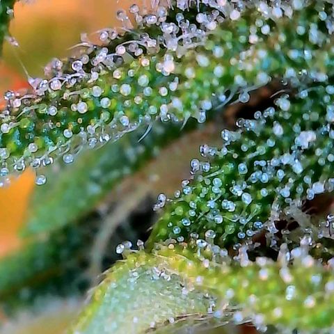 Geloctane  growlog photo: Couple of close ups I think they look milky