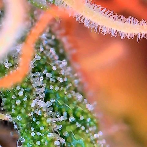 Geloctane  growlog photo: Couple of close ups I think they look milky