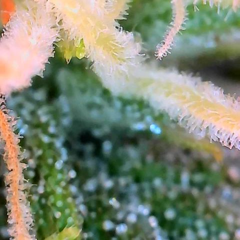 Geloctane  growlog photo: Couple of close ups I think they look milky