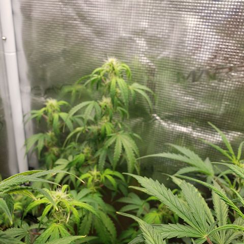 Geloctane  growlog photo: Morning 