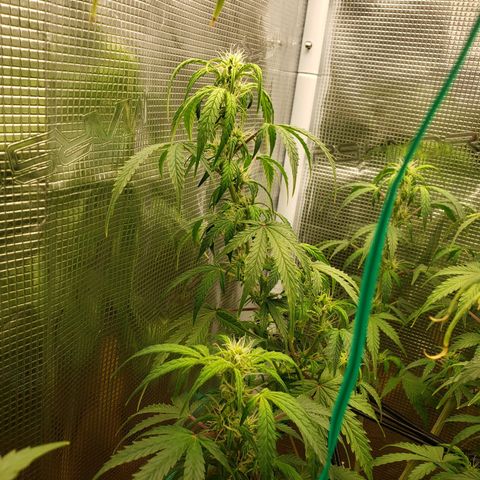 Geloctane  growlog photo: Morning 