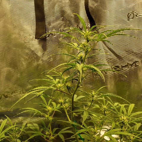 Geloctane  growlog photo: Morning 