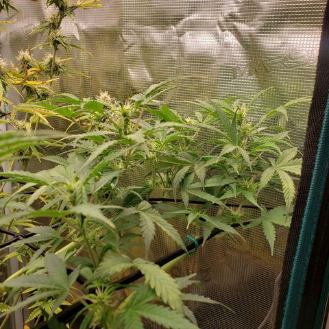 Geloctane  growlog photo: Morning 