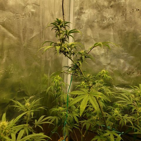 Geloctane  growlog photo: Morning 