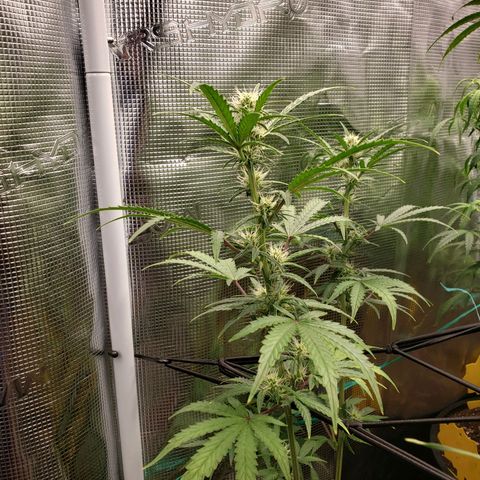 Geloctane  growlog photo: Morning 