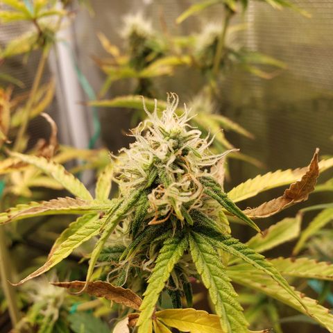 Geloctane  growlog photo: Morning 