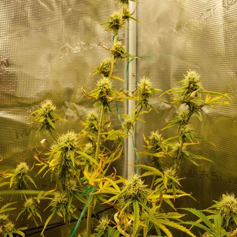Geloctane  growlog photo: Morning 