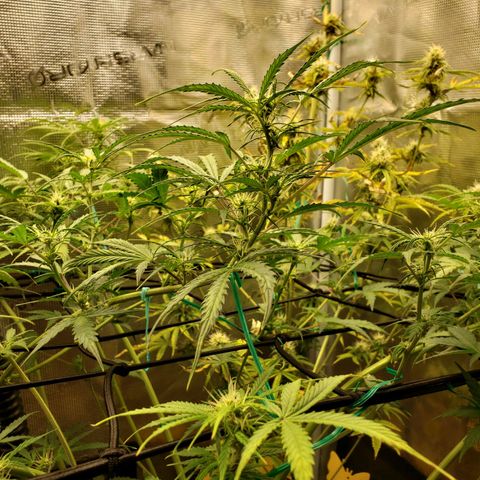 Geloctane  growlog photo: Morning 