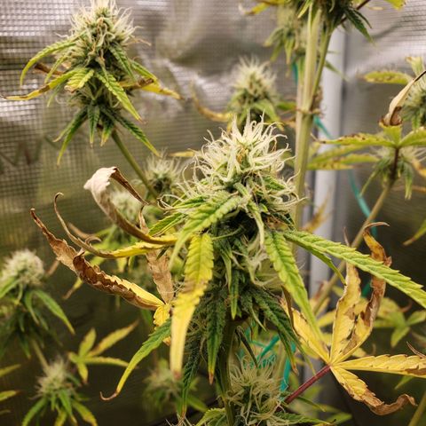 Geloctane  growlog photo: Morning 