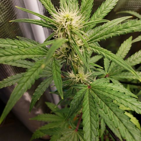 Geloctane  growlog photo: Good morning 