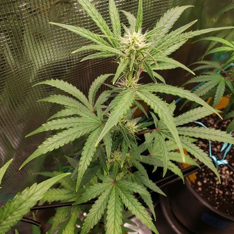 Geloctane  growlog photo: Good morning 