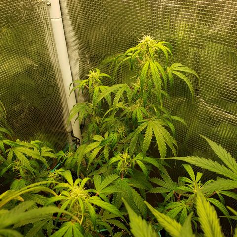 Geloctane  growlog photo: Good morning 