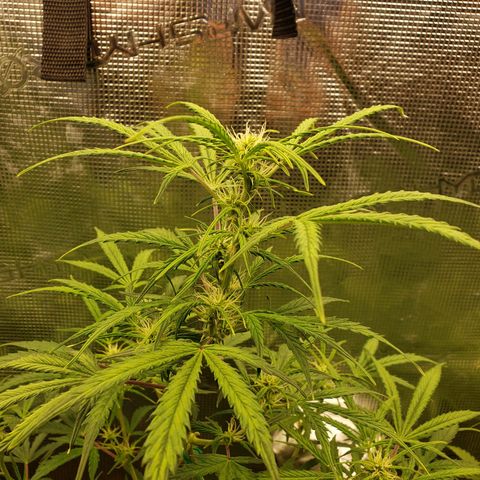 Geloctane  growlog photo: Good morning 