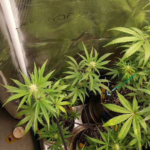 Geloctane  growlog photo: Good morning 