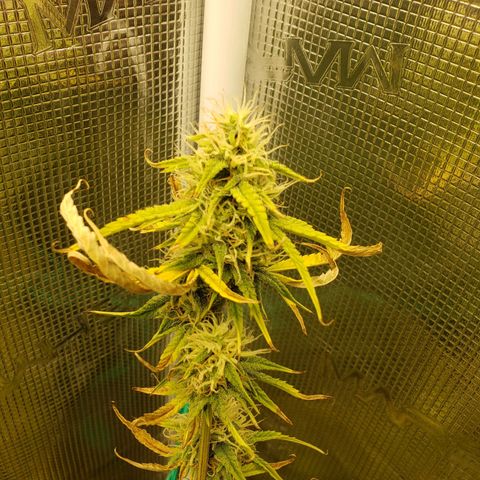 Geloctane  growlog photo: Good morning 