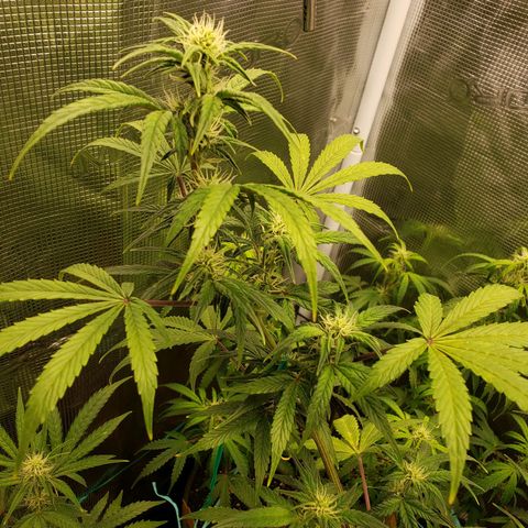 Geloctane  growlog photo: Good morning 