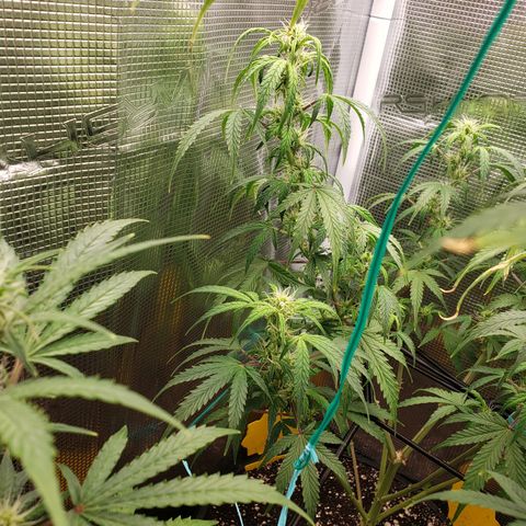 Geloctane  growlog photo: Good morning 