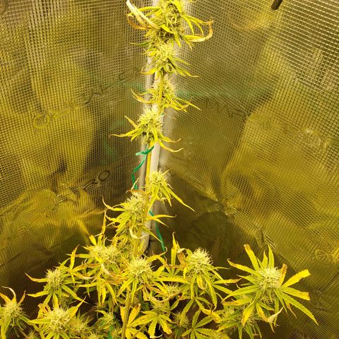 Geloctane  growlog photo: Good morning 