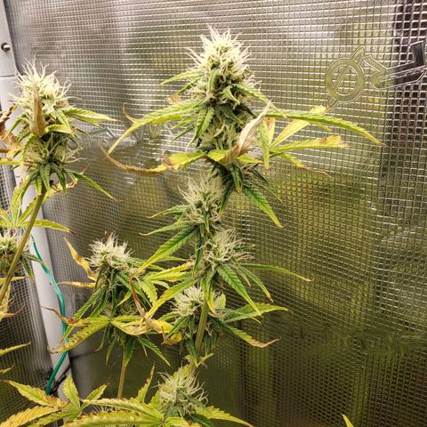 Geloctane  growlog photo: Good morning 
