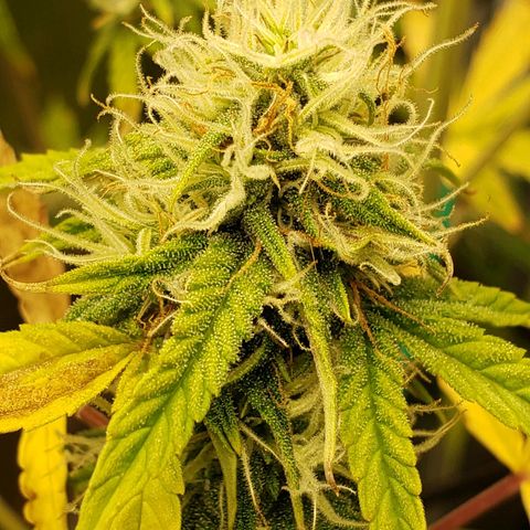 Geloctane  growlog photo: Good morning 