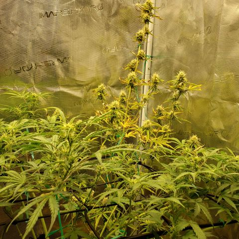 Geloctane  growlog photo: Good morning 