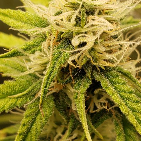 Geloctane  growlog photo: Good morning 