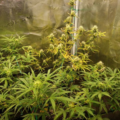 Geloctane  growlog photo: Good morning 