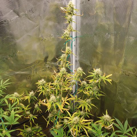 Geloctane  growlog photo: Good morning 