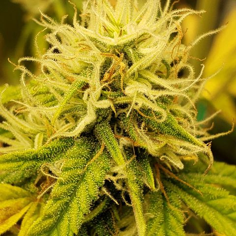 Geloctane  growlog photo: Good morning 