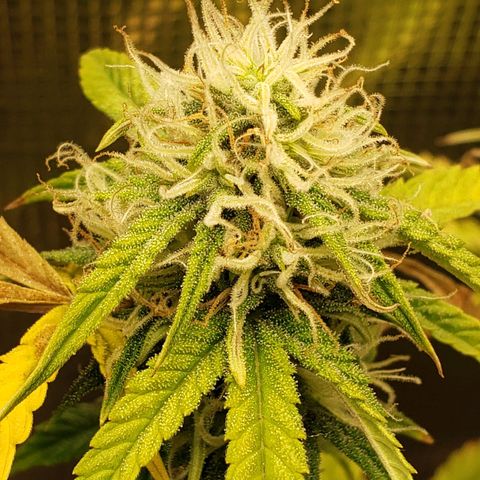 Geloctane  growlog photo: Good morning 