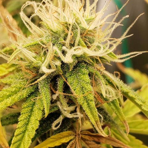 Geloctane  growlog photo: Good morning 