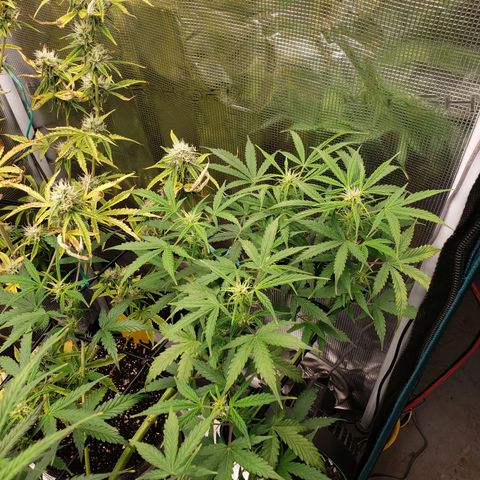 Geloctane  growlog photo: Good morning 