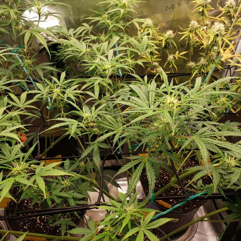 Geloctane  growlog photo: Good morning 