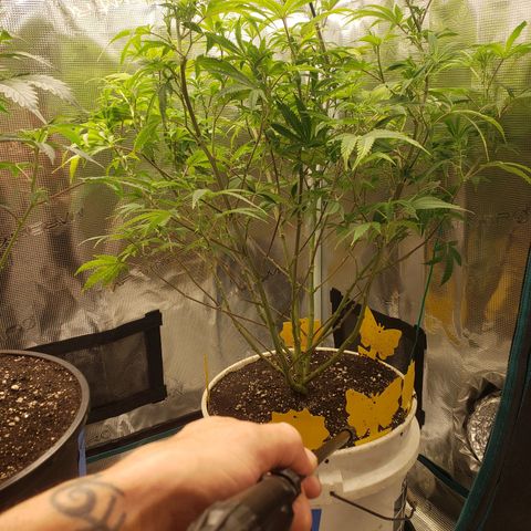 Geloctane  growlog photo: Trimmed geloctane 1:30pm 