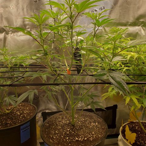 Geloctane  growlog photo: Trimmed geloctane 1:30pm 