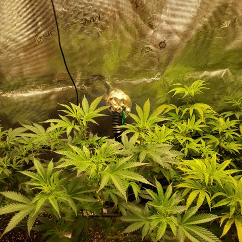 Geloctane  growlog photo: Trimmed geloctane 1:30pm 
