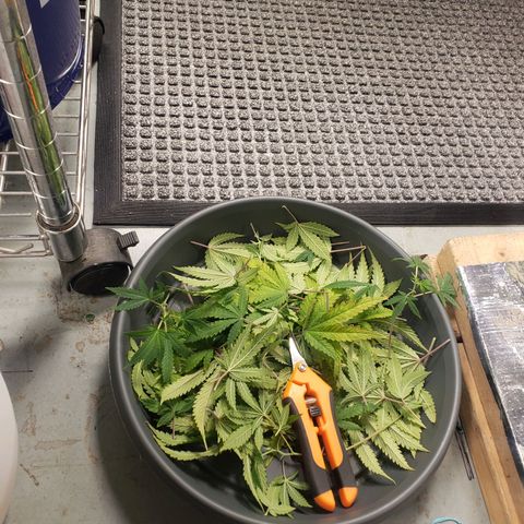 Geloctane  growlog photo: Trimmed geloctane 1:30pm 