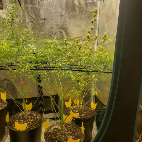 Geloctane  growlog photo: Trimmed geloctane 1:30pm 