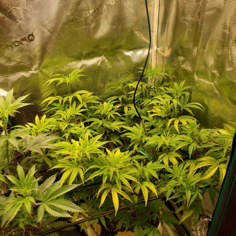 Geloctane  growlog photo: Trimmed geloctane 1:30pm 