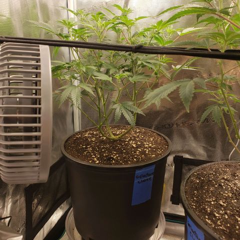 Geloctane  growlog photo: Trimmed geloctane 1:30pm 