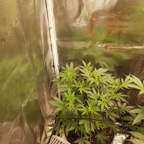 Geloctane  growlog photo: Trimmed geloctane 1:30pm 