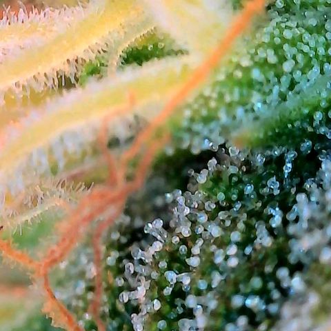 Geloctane  growlog photo: Ss 10 weeks old 