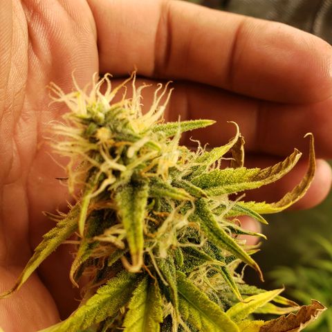 Geloctane  growlog photo: Better close ups 
