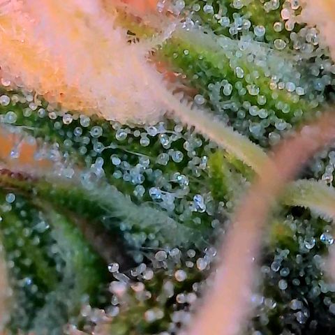 Geloctane  growlog photo: Ss 10 weeks old 
