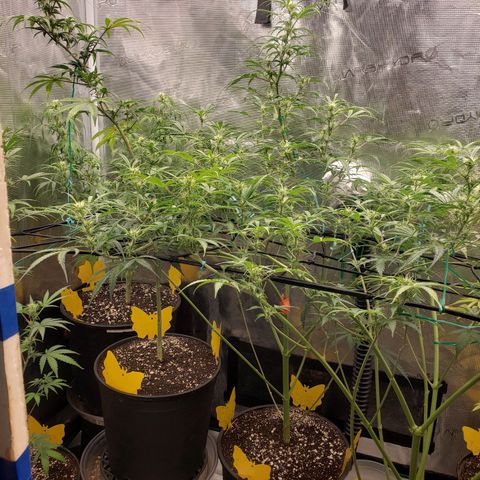 Geloctane  growlog photo: Better close ups 